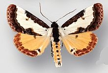 Eudryas unio male.jpg