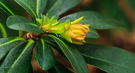 Fail:Euphorbia amygdaloides var. robbiae. Locatie Jonkersvallei 01.jpg