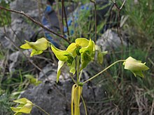 Colour photo of Euphorbia taurinensis plant