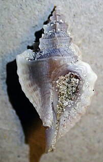 <i>Eupleura sulcidentata</i> Species of gastropod