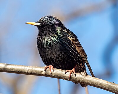 European starling in Central Park