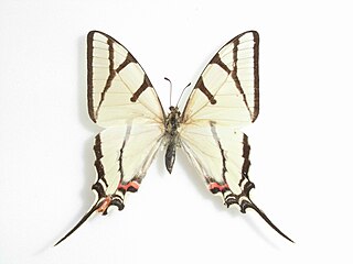 <i>Eurytides bellerophon</i> Species of butterfly