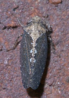 Phlepsiini Tribe of leafhoppers