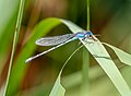 Image 21Familiar bluet in the Jamaica Bay Wildlife Refuge