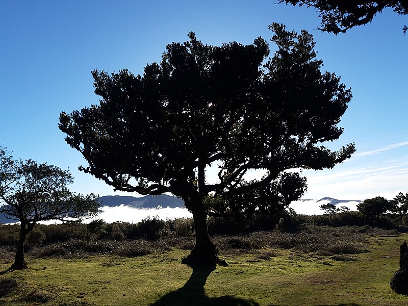 File:Fanal, Madeira, laurel tree against mist in valley.jpg