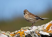 Kadın-linnet.jpg