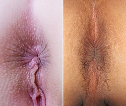 Female and male anus.jpg