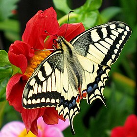 Fesoj - Papilio machaon (by).jpg