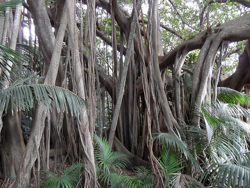 File:Ficus macrophylla subsp. columnaris MiddleBeachLHI 5June2011 RS.jpg