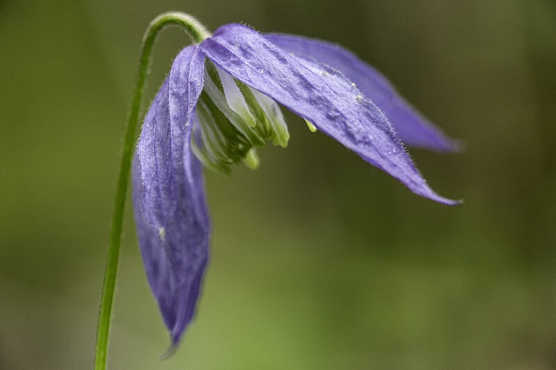 File:File-Blue clamatis (clematis occidentalis);-Neal Herbert;-May 2015;-Catalog 20149d;-Original ndh-yell-8301 (99b0d933-71af-4a29-89c2-2ece624afd2b).jpg