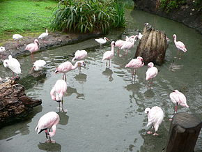 Flamants roses