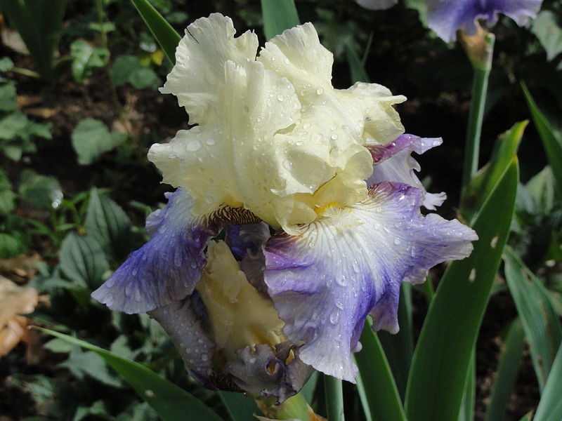 File:Fleur d'iris.JPG