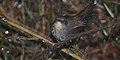 Sri Lanka bush warbler