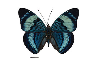 <i>Panacea procilla</i> Species of butterfly