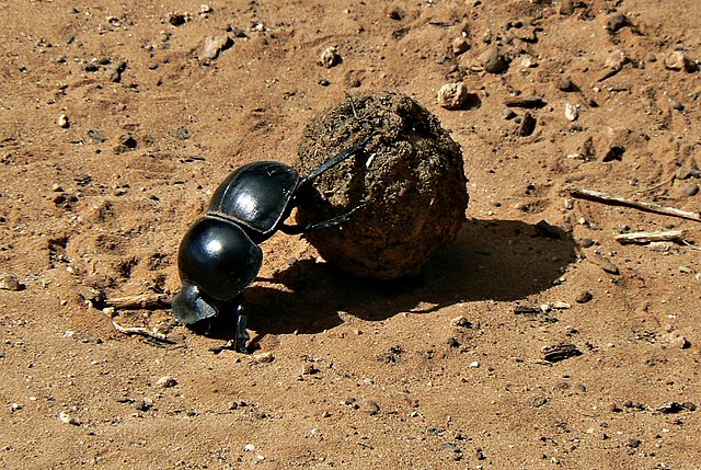 File:Flightless_Dung_Beetle_Circellium_Bachuss,_Addo_Elephant_National_Park,_South_Africa.JPG