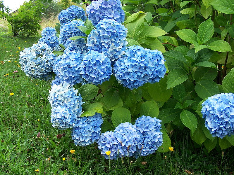 File:Flower 658.jpg - Wikimedia Commons