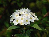 Spiraea cantoniensis (Rosaceae)