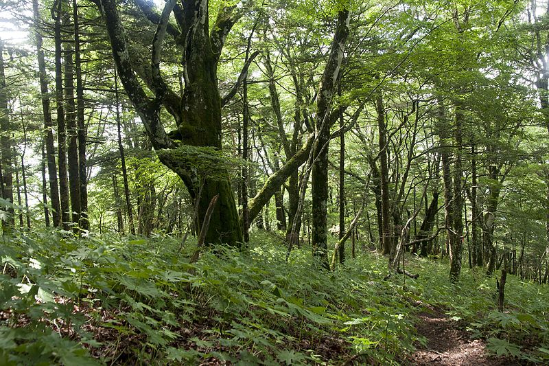 File:Forest in Doshi 11.jpg