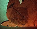 Fossil fish - Museo del Desierto (Saltillo, Mexico) - V.jpg