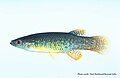 Fundulus chrysotus