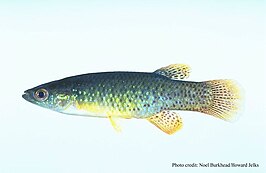 Fundulus chrysotus