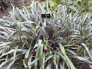 <i>Ronnbergia aciculosa</i> Species of flowering plant