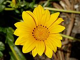 Gazania rigens (Asteracea) Treasure flower