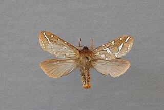 <i>Gazoryctra ganna</i> Species of moth
