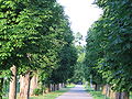 Avenue in Stupava, Slovakia