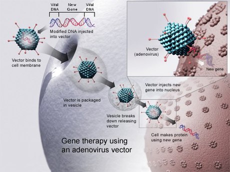 Human genetic enhancement