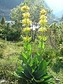 Hořec žlutý (Gentiana lutea)