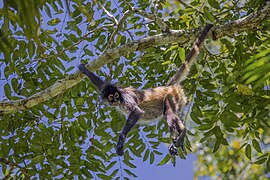 Geoffroy's spider monkey (Ateles geoffroyi yucatanensis) Peten.jpg