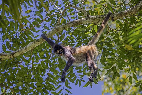 Geoffroy's spider monkey (Ateles geoffroyi yucatanensis) Peten, Guatemala