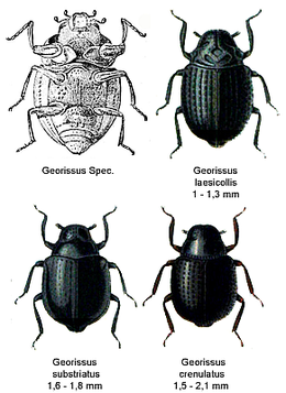 Mauravabaliai (Georissidae)