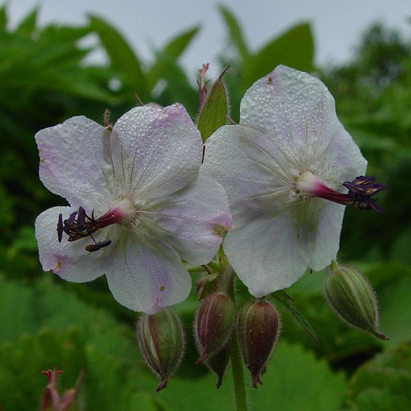 File:Geranium eriostemon var. reinii (Mount Haku).jpg