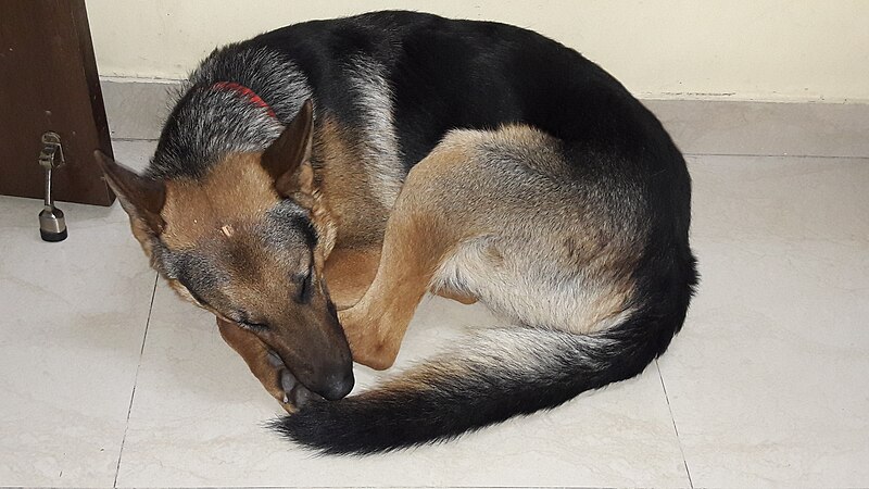 File:German Shepherd Sleeping.jpg