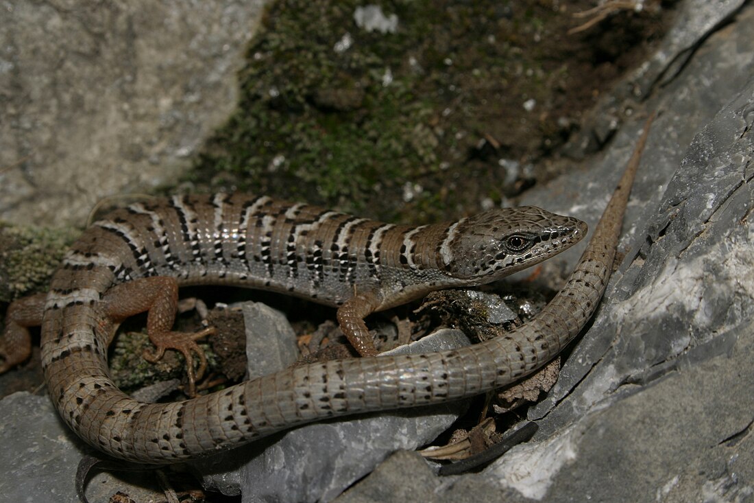 Gerrhonotus parvus