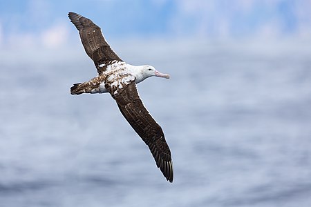 Gibson's albatross, by JJ Harrison
