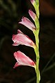 Gladiolus crassifolius 1DS-II 1-6422.jpg
