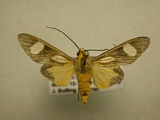 <i>Glaucostola</i> Genus of moths