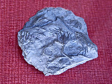 Glyptocrinidae - Glyptocrinus decadactylus.JPG