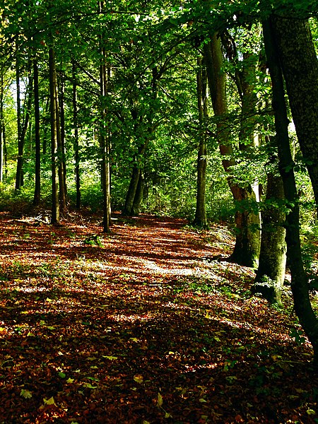 File:Go Straight Ahead, Just Be Carefully - panoramio.jpg