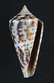 Shell of a Conus regularis, or regular cone sea snail Gradiconus regularis.JPG