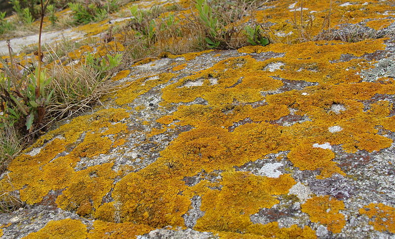 File:Granite breton.jpg