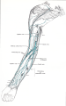 Superficial Veins of the Upper Limb (Dissected and drawn by Miss Nancy Joy.) The arrows indicate where perforating veins pierce the deep fascia and bring the superficial and deep veins of the limb into communication with each other. For obvious mechanical reasons the palmar veins are few and small, and the dorsal veins are large, as seen in figures 5 and 6.