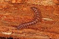 Granulated Millipede - Scytonotus granulatus, Leesylvania State Park, March 19, 2021.jpg