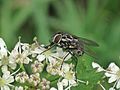 Miniatuur voor Graphomya maculata