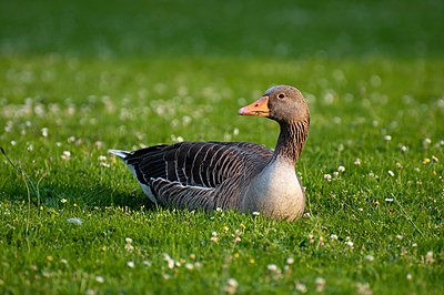 Foto van een Grauwe Gans