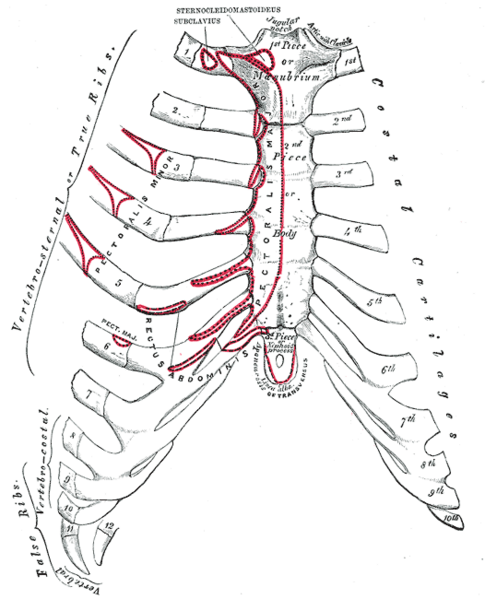 File:Thoracic anatomy.png - Wikimedia Commons