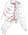 A szegycsont és a bordák elölről. Pirossal jelölve az izmok eredése. (Gray's Anatomy)